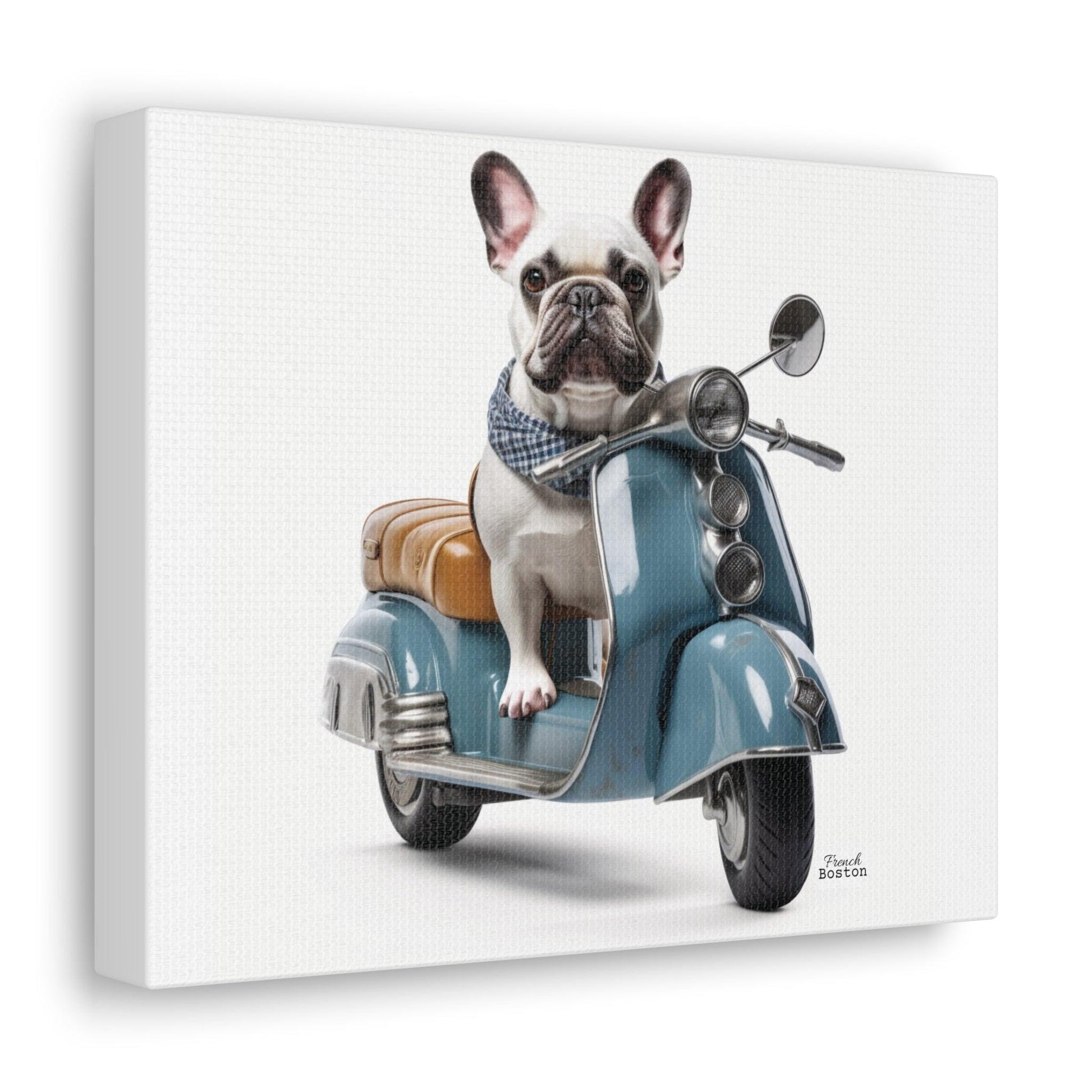 French Bulldog on Scooter Canvas Print - French Boston