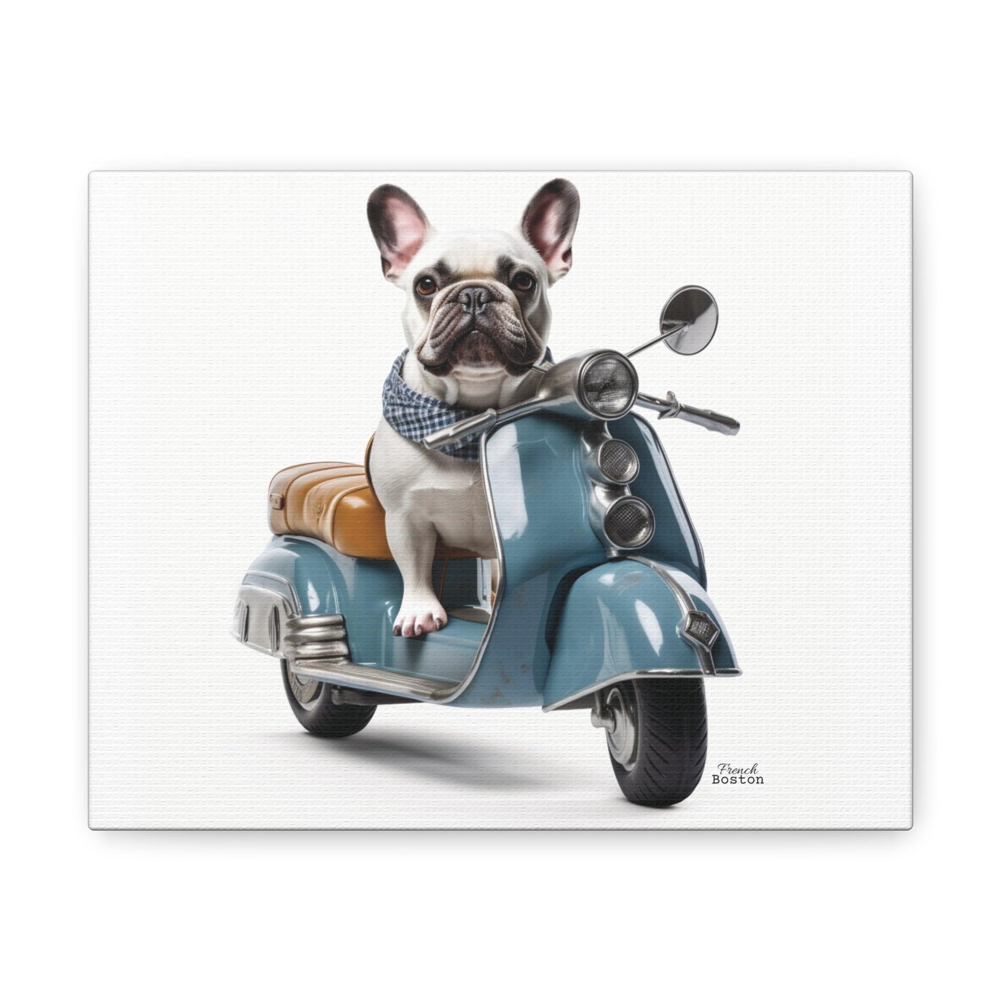 French Bulldog on Scooter Canvas Print - French Boston